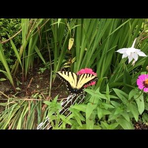 Meet your Posher, Patti